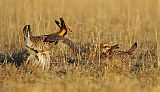 Greater Prairie-Chickenborder=